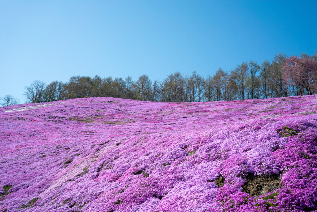 息を呑む美しい芝桜の丘 ひがしもこと芝桜公園 773 Island